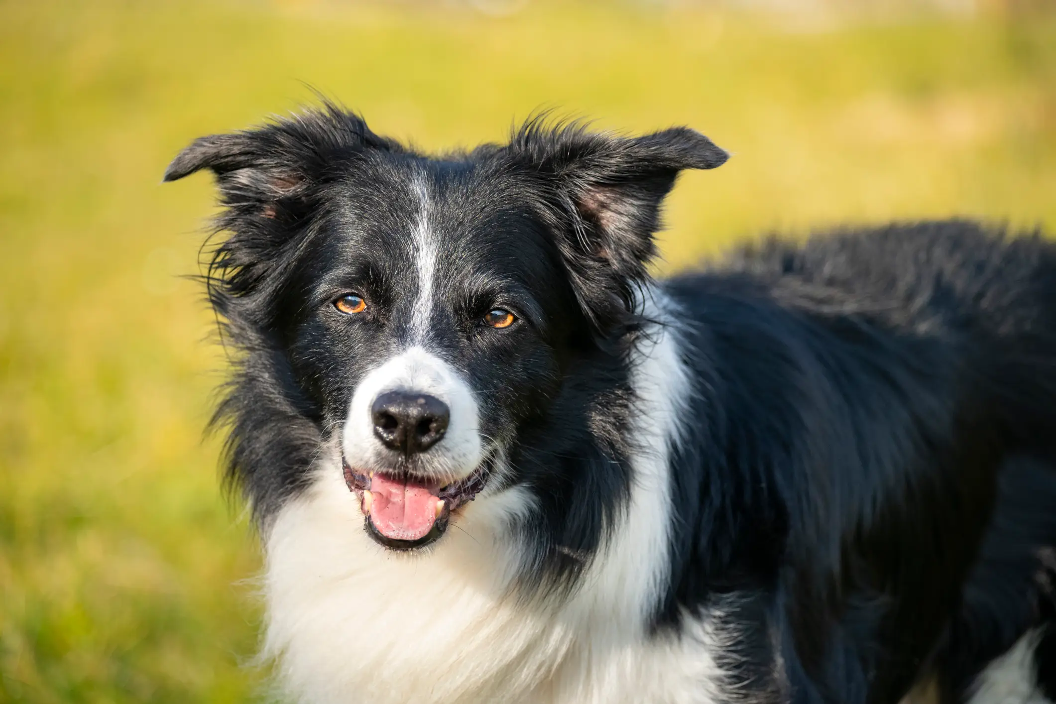China removed dogs from animals considered 'livestock' in 2020, and some cities have introduced local bans (R A Kearton/Getty)
