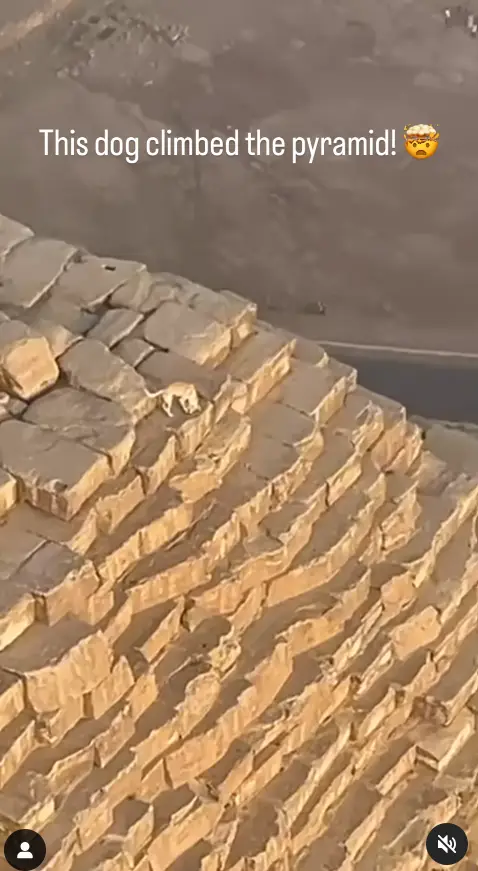 The dog was inexplicably perched on the pyramid (Instagram/@marshallmosher)