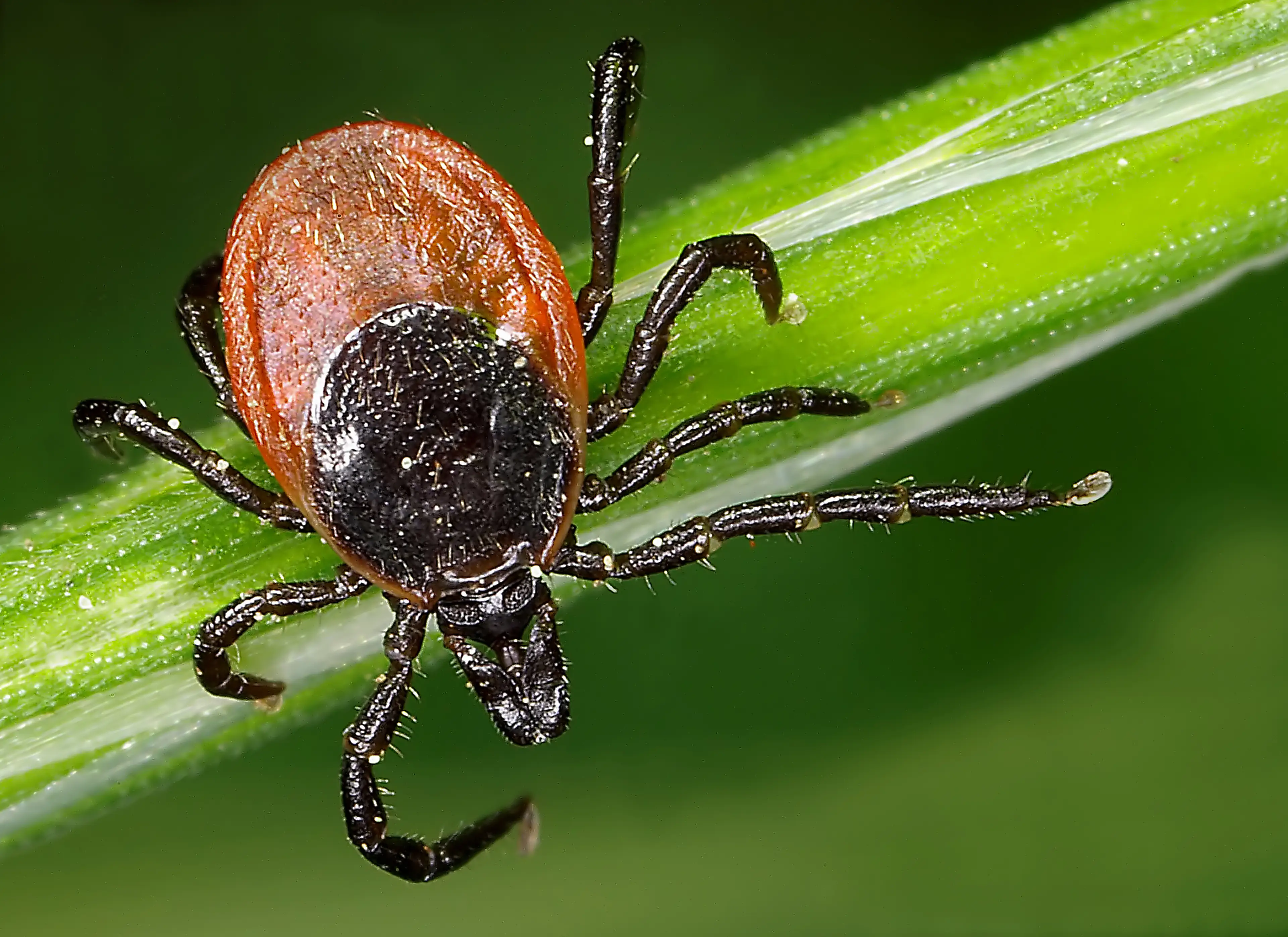 Ticks carry several disease (fhm/Getty)