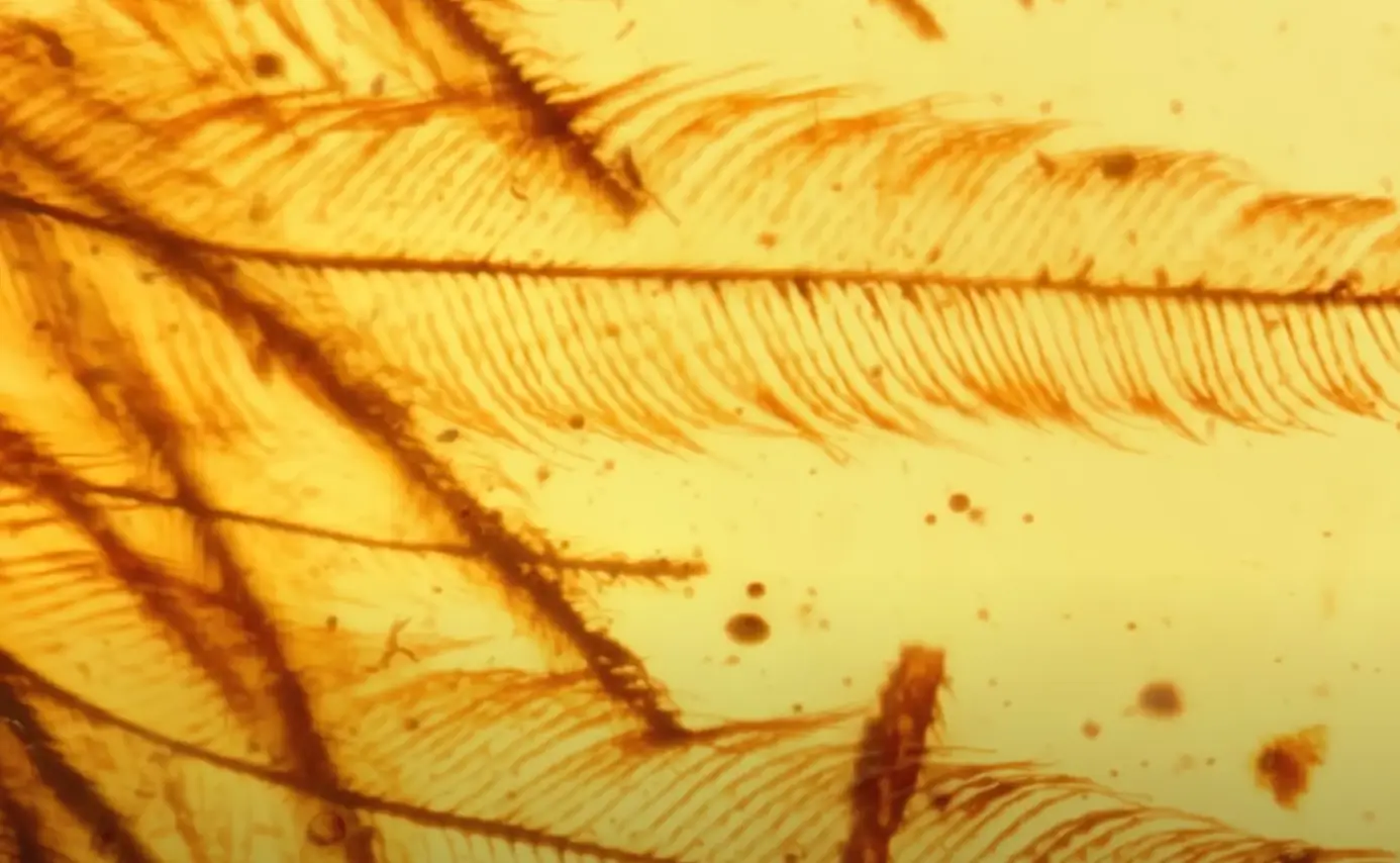 Scientists discovered a feathered tail and feathers on the wings (National Geographic) 