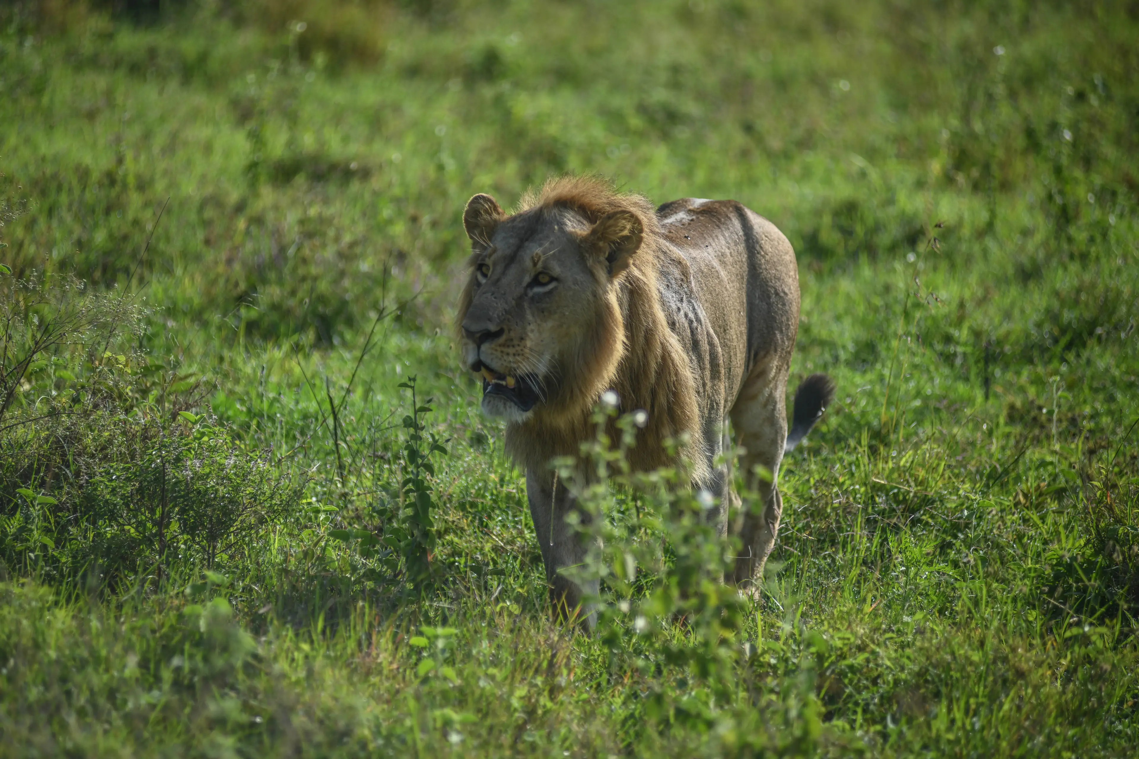 The lion snatched the girl from a residential compound on the park (Gerald Anderson/Anadolu via Getty Images)