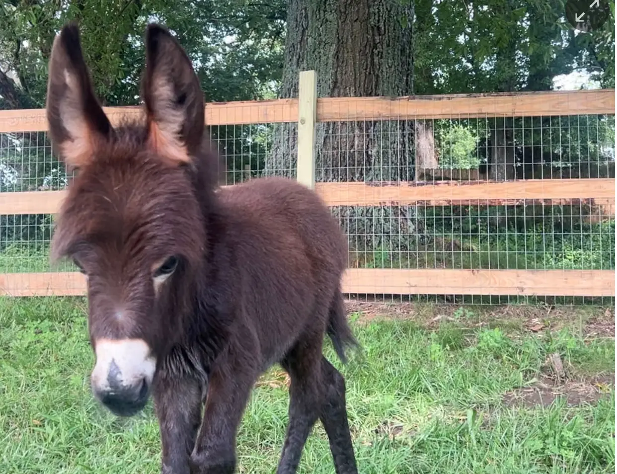 The donkey HeeHaw. (GoFundMe)