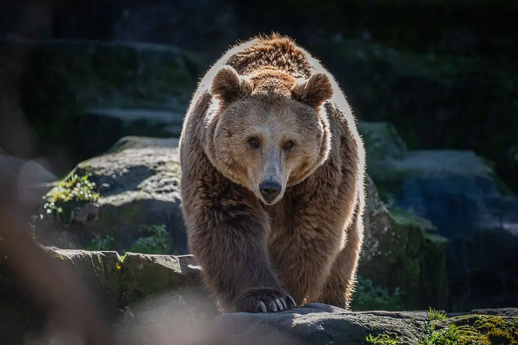 Bear attacks are common in Russia  (Photo by Marcos del Mazo/LightRocket via Getty Images)