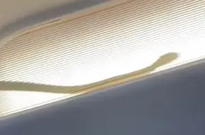 Snake spotted on plane (@edal8808/TikTok)