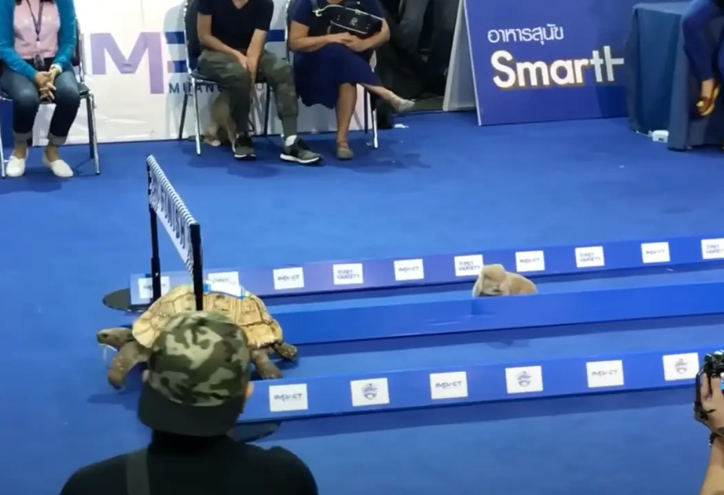 The rabbit looks quite disappointed with the result (YouTube/Nick Sina)