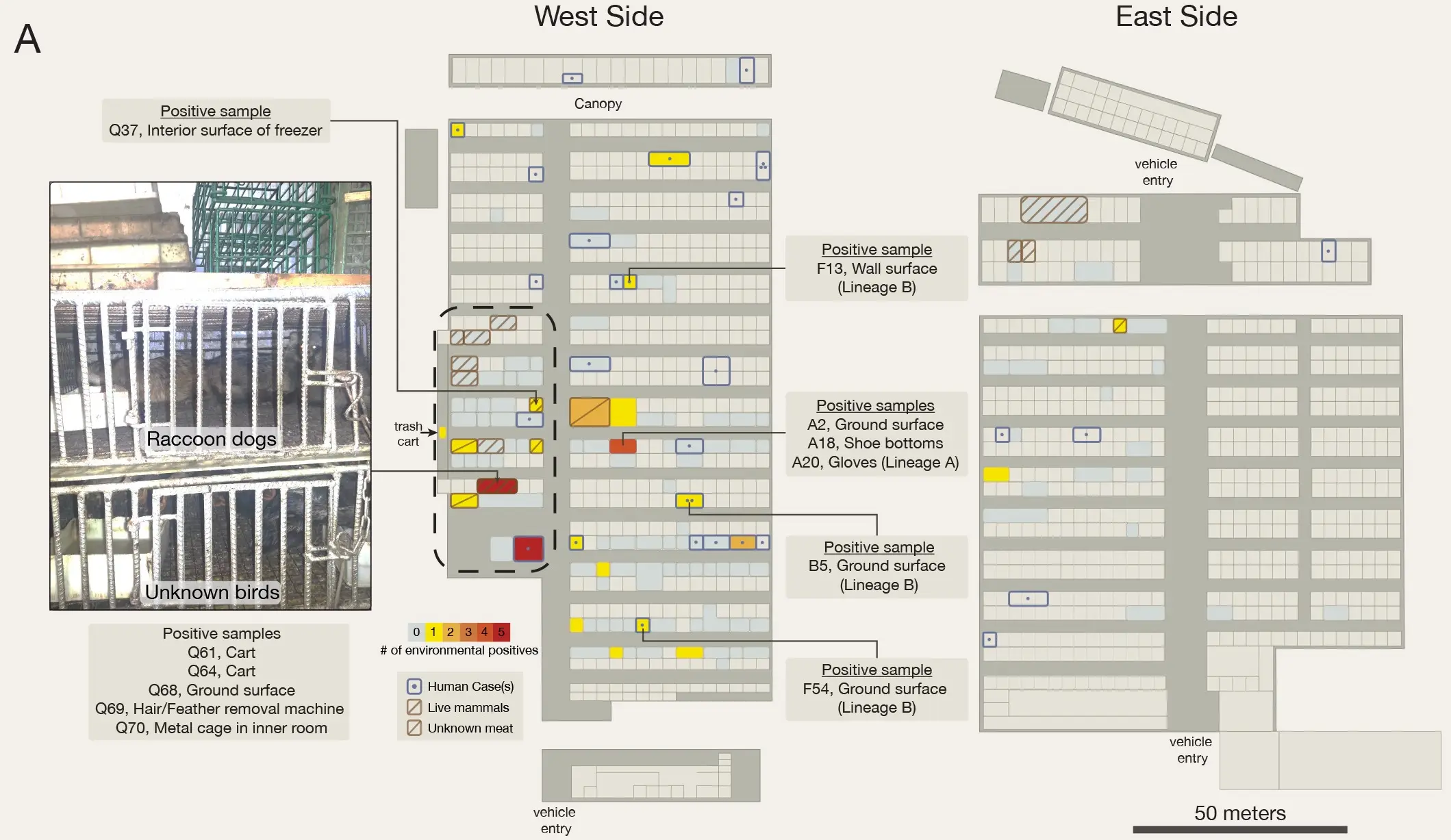 Mapping out the food market, researchers worked out where exactly the virus had first infected humans.
