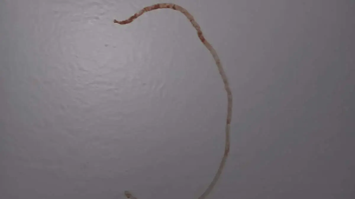 Carrie, is that you? (Reddit/u/Distinct-Sir-69)