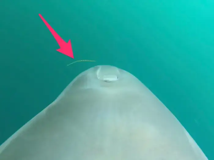 The snake can only be seen briefly on the footage.