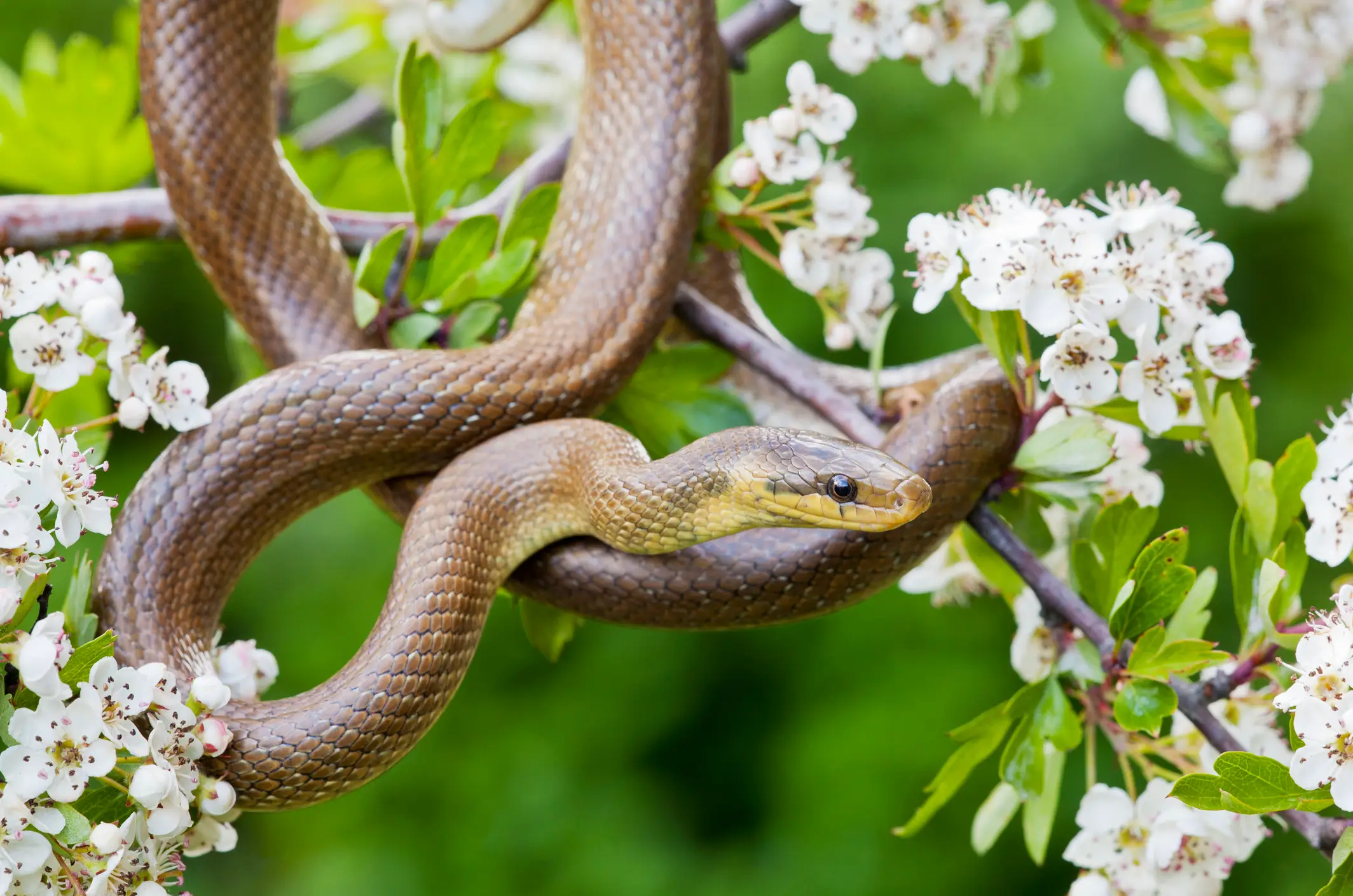 Simpson enjoys a Chinese herb remedy which includes an ingredient of snake sperm (Getty stock)