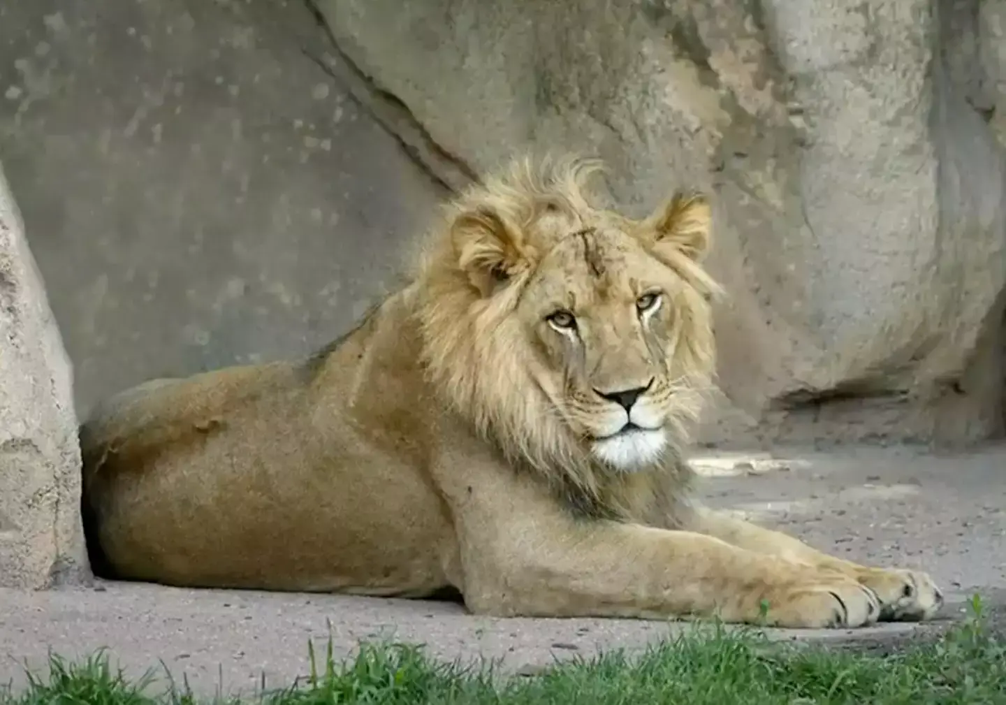 One lioness certainly caused a stir by being different. (YouTube/WIBW 13 News)