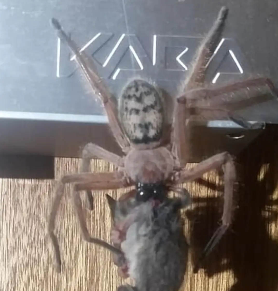 Bye bye possum (Facebook/ Justine Latton) 