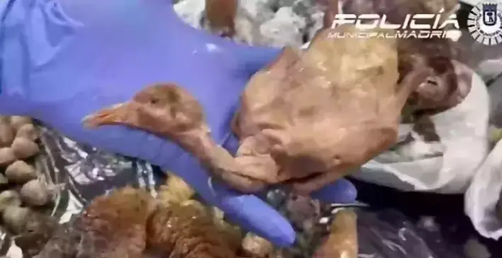 Thankfully authorities raided the restaurant and revealed the terrible cooking conditions(Policia Municipal de Madrid)