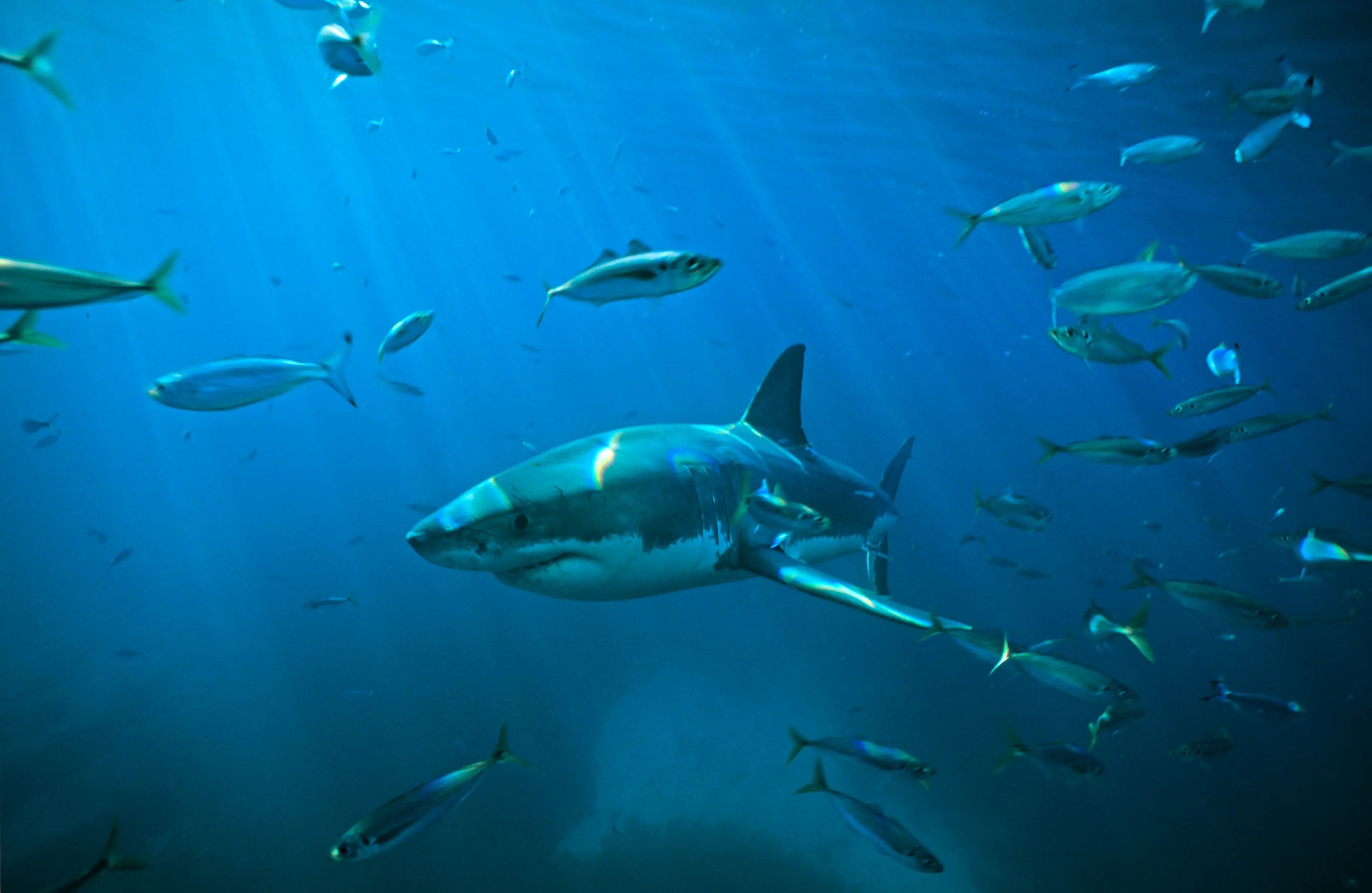 Sharks have reportedly travel vast distances to get to the shark cafe (Auscape/Universal Images Group via Getty Images)