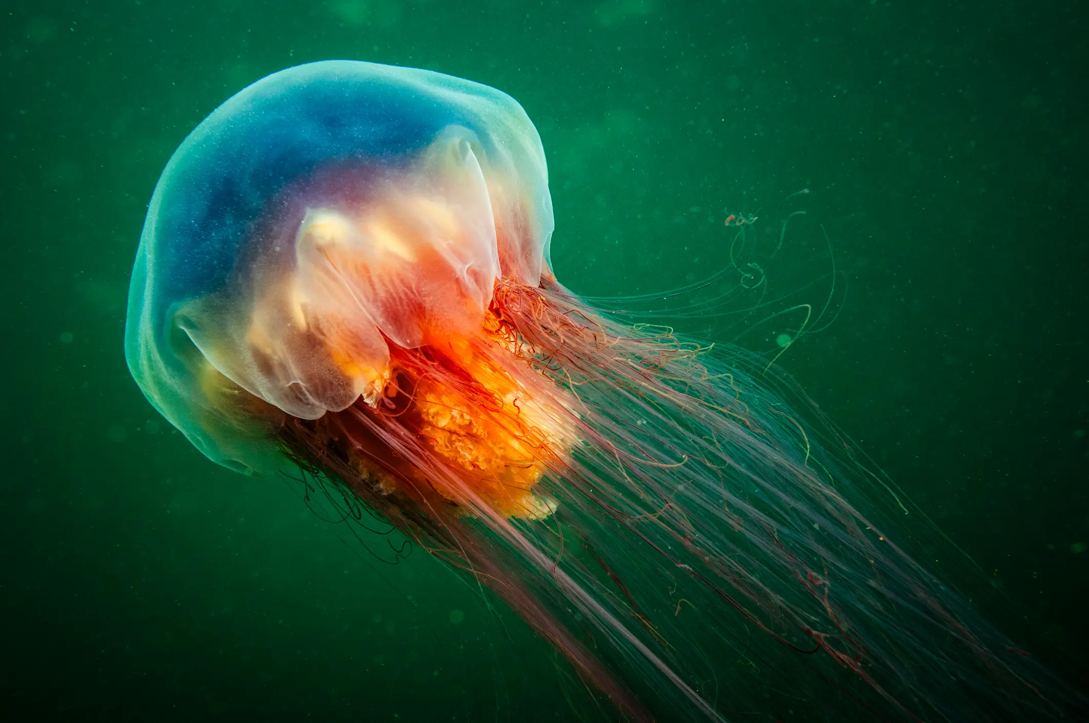 Lion's mane jellyfish can stretch up to 120ft in length, and pack an extremely painful sting (Getty Stock Image)
