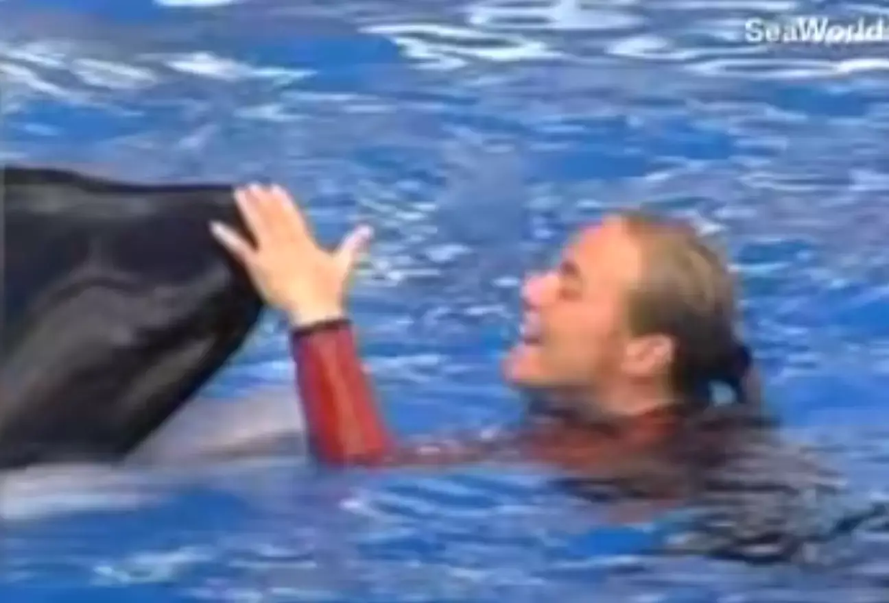 Dawn Brancheau worked as a trainer for 15 years.