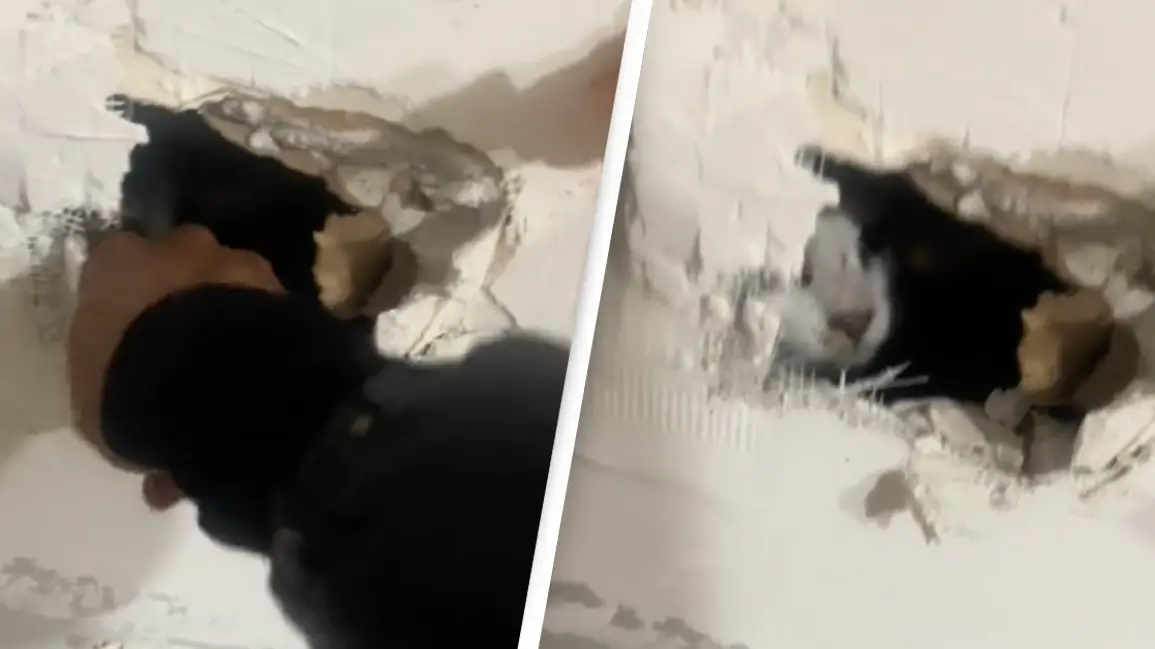 Horrified woman goes viral kicking down kitchen wall after hearing strange noises inside