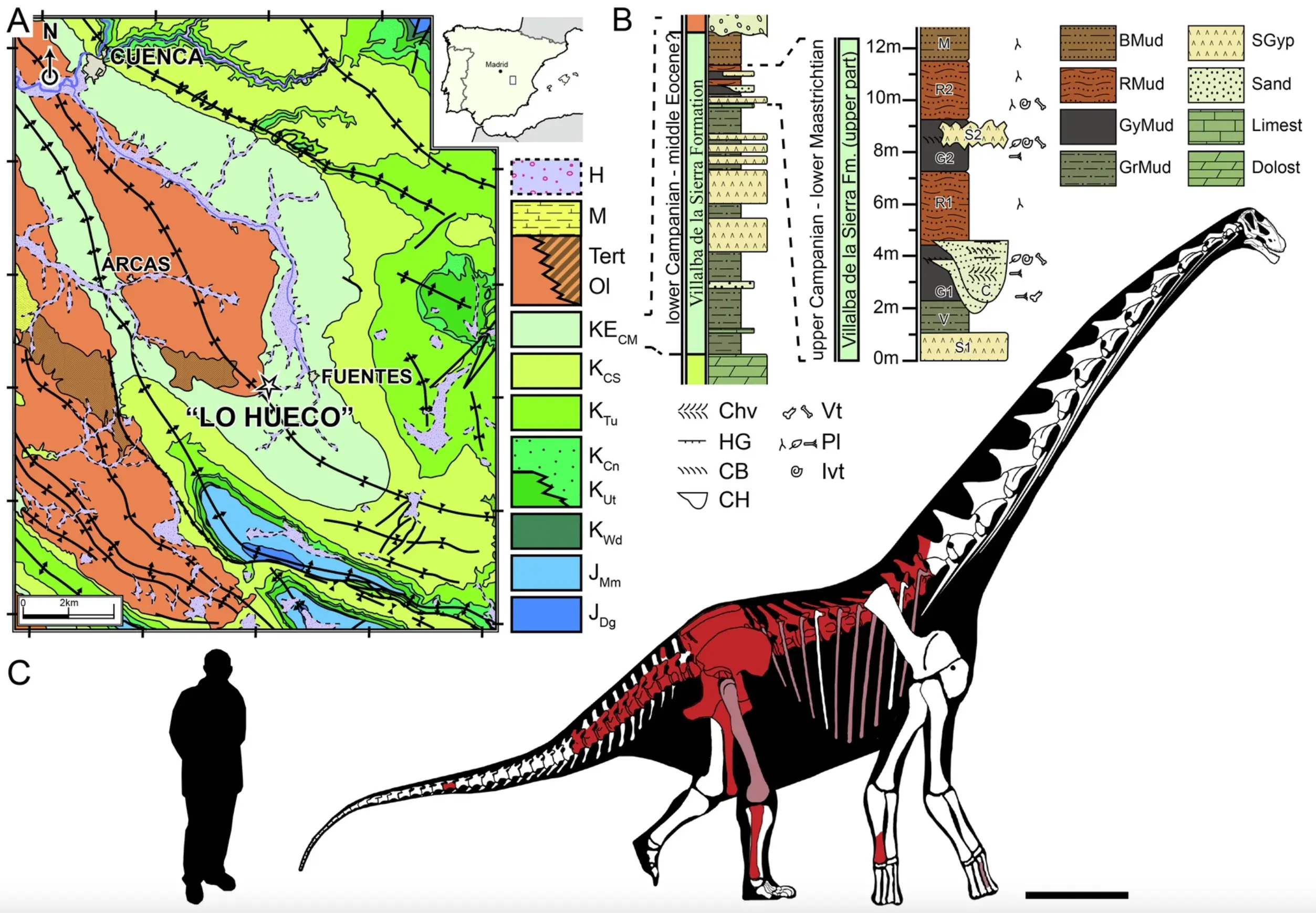 A map of where the dinosaur was discovered as well as a diagram of a man next to the beast (Nature)