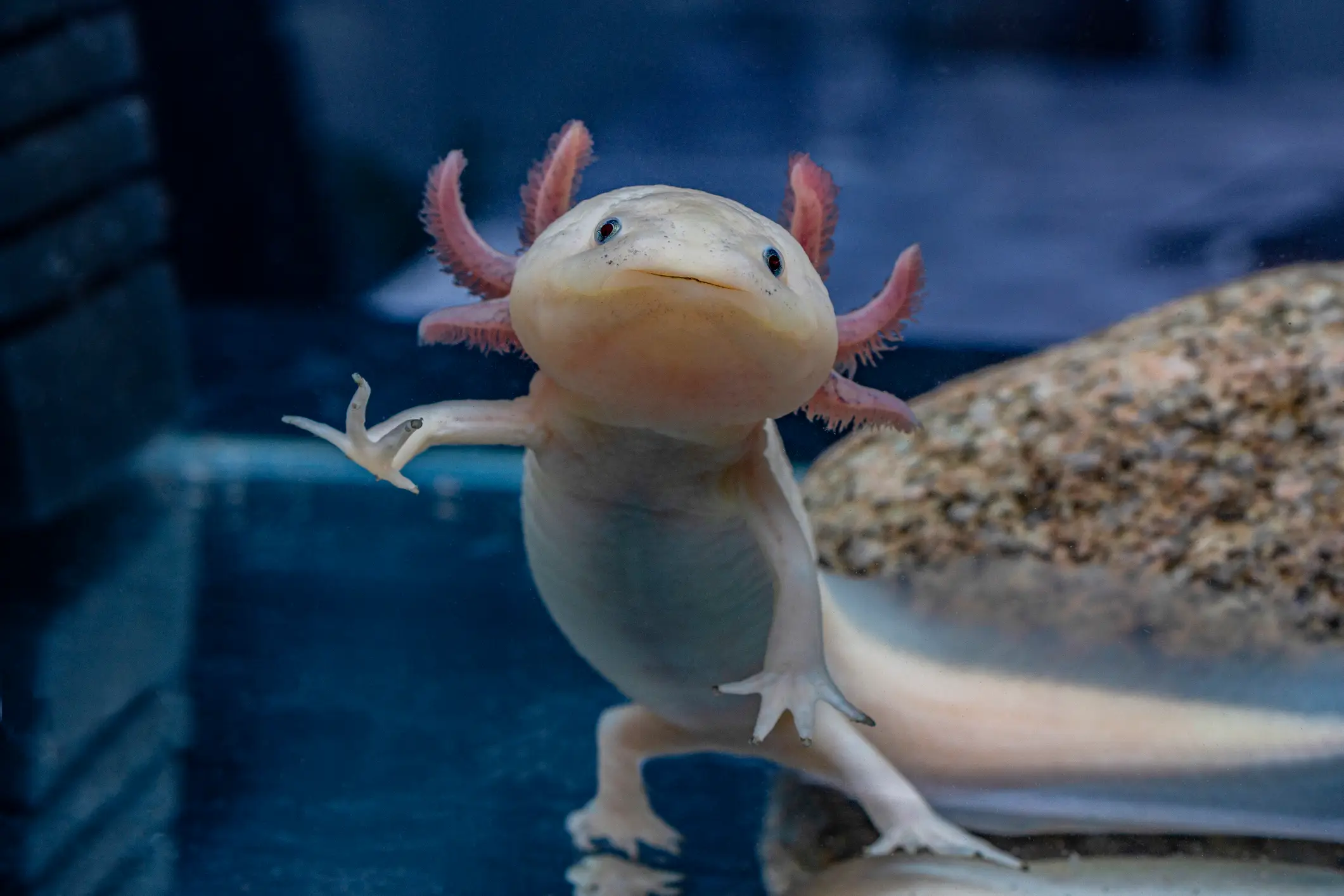 The unique amphibian has the ability to regrow limbs and regenerate organs (Iva Dimova / Getty Images )