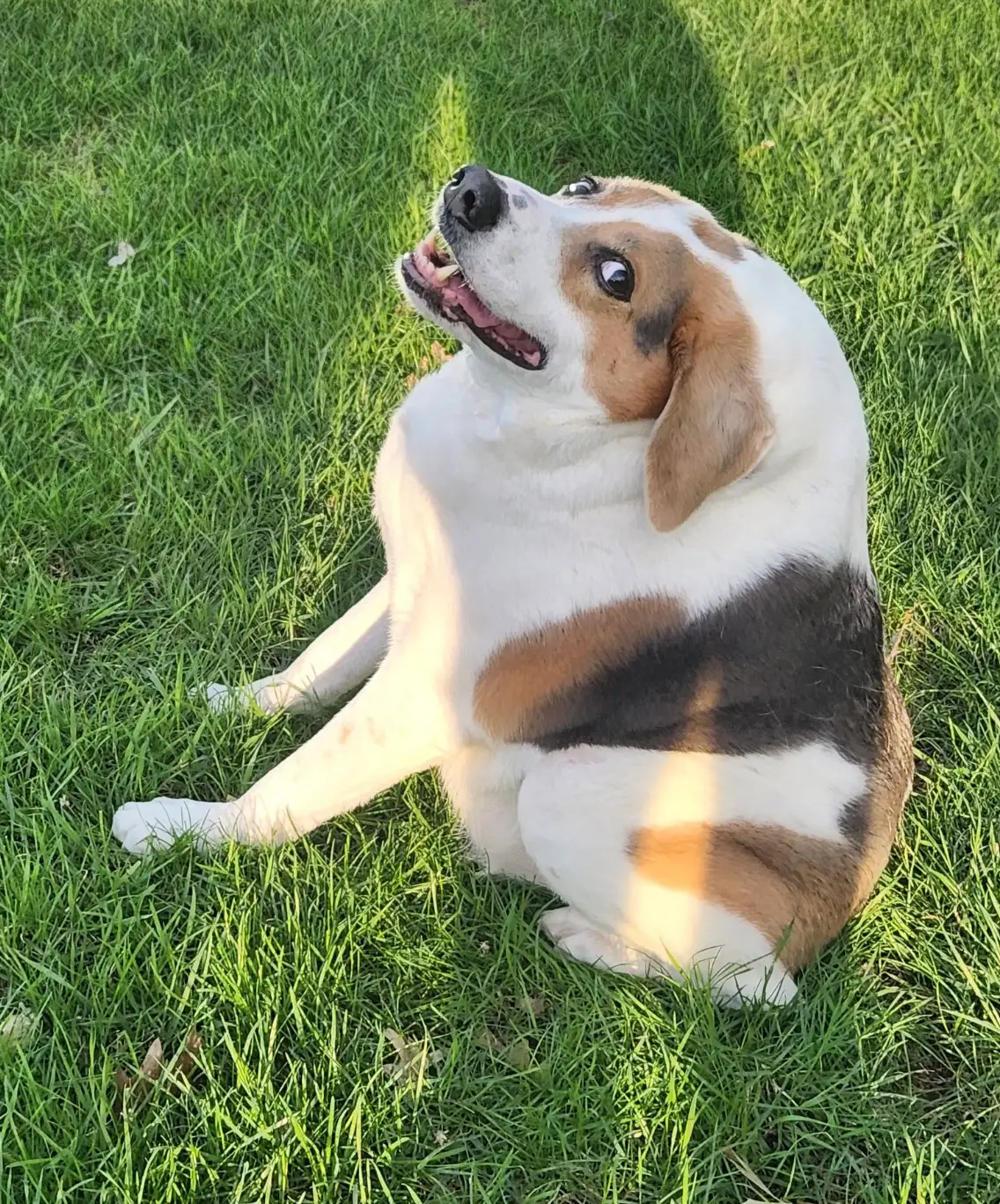 Cooper has the same condition as Jimothy (Cooper - Short On Spine, Big On Love/Facebook)