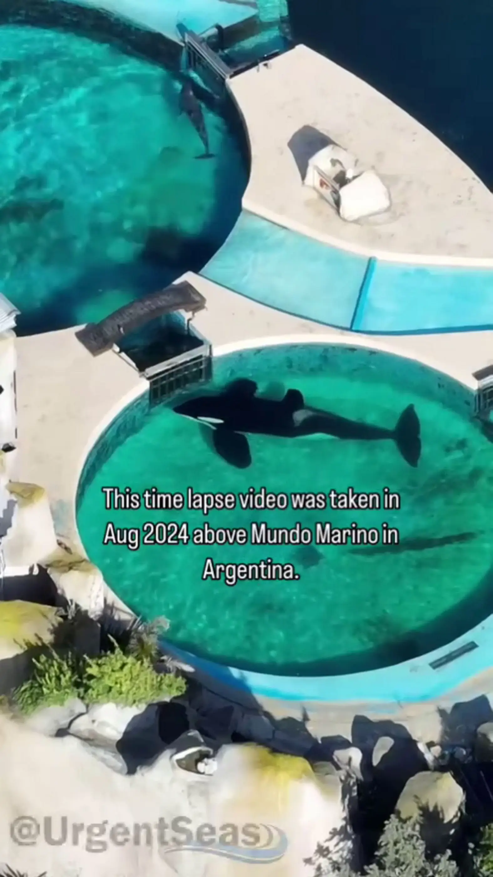 Activists are calling for the orca's release. (SWNS/@UrgentSeas)
