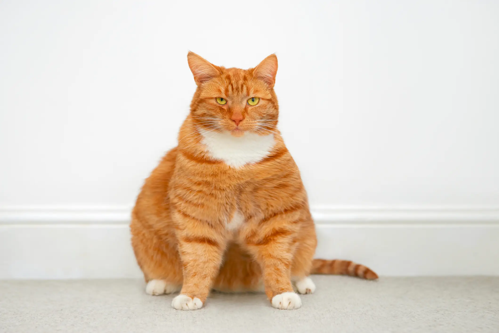 Feline obesity is a huge problem in the US with around 25 million pet cats currently overweight (	Peter Dazeley / Getty Images)