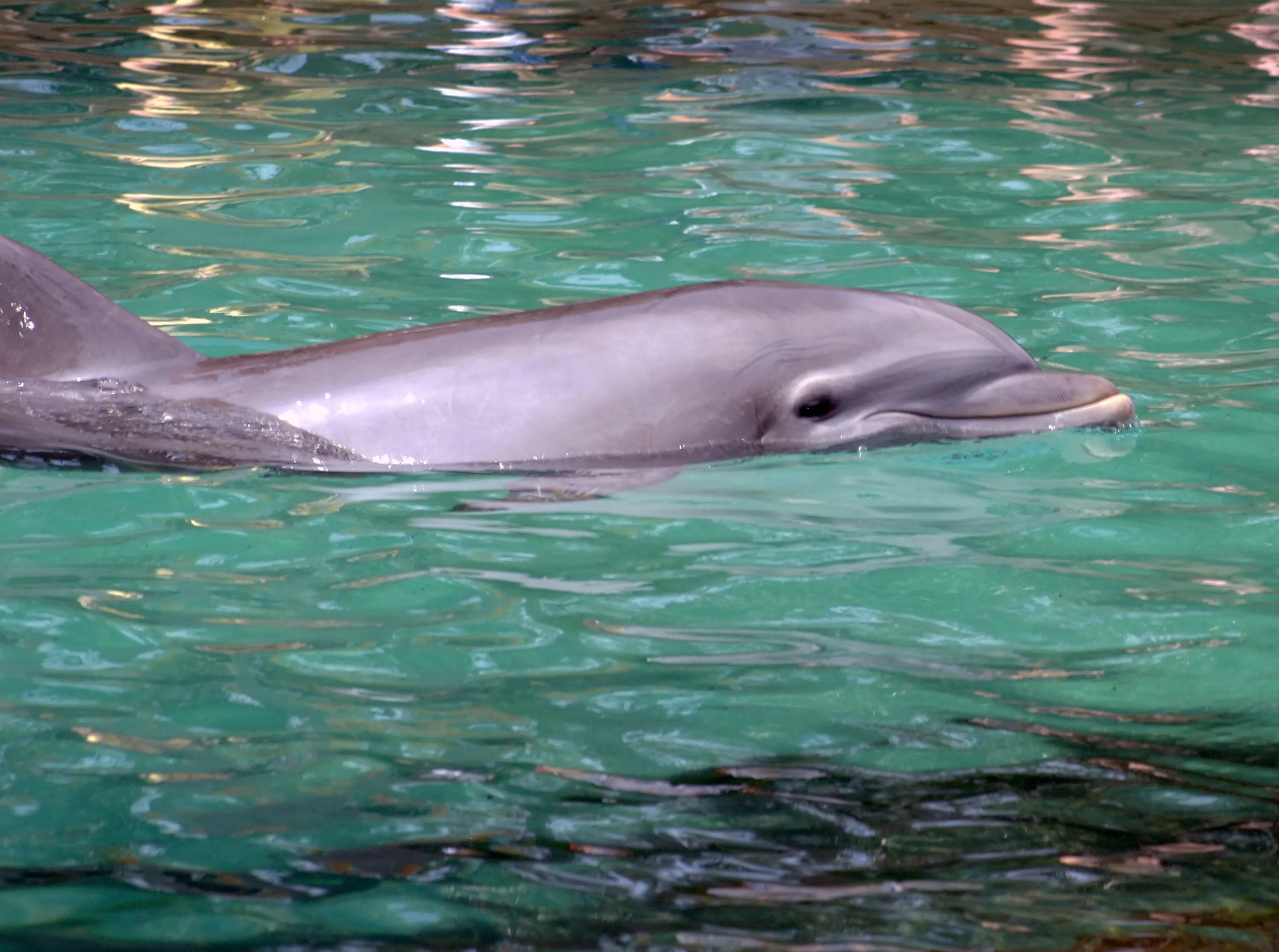 Researchers have found that small holes on a dolphin's snout can detect weak electric currents in water.