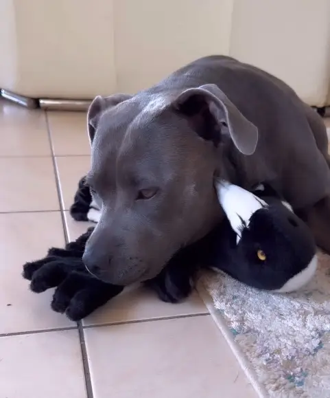 Molly's journey with the family has been heavily documented online.