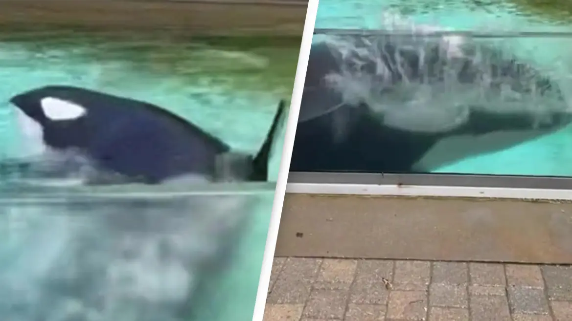 Heartbreaking footage shows 'world's loneliest orca' circling tank after outliving friends and family