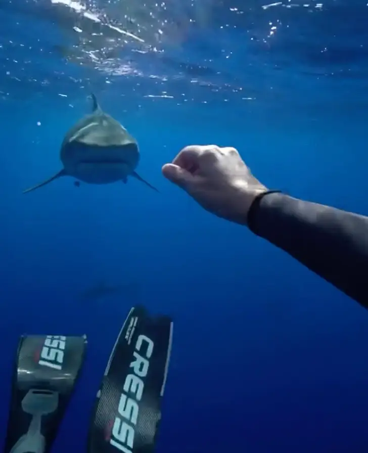 You might not dare to follow the diver's example (Instagram/@mermaid.kayleigh) 