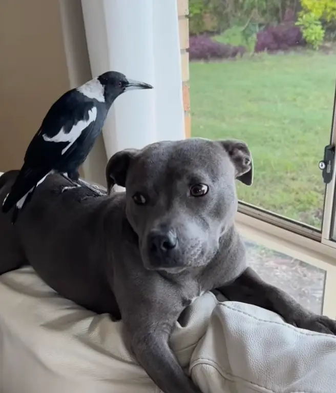 Peggy and Molly sparked up an unlikely friendship. (Instagram/@peggyandmolly)