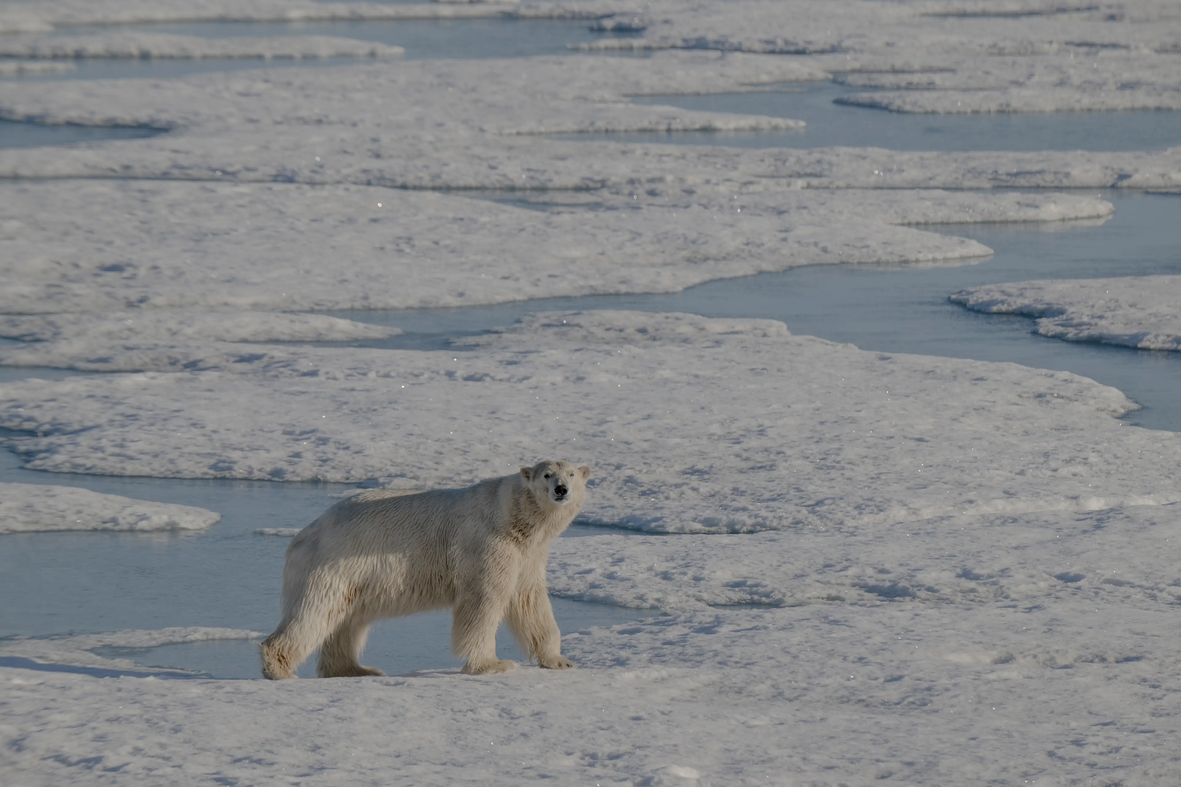The Arctic loses over 12 per cent of its ice each decade (Sebnem Coskun/Anadolu via Getty Images)