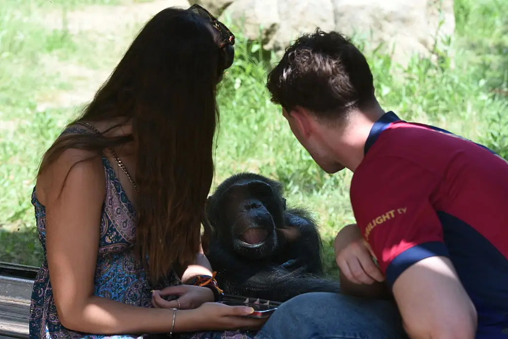Researchers found chimpanzees can change their minds just like people do (Jorge Sanz/SOPA Images/LightRocket via Getty Images)