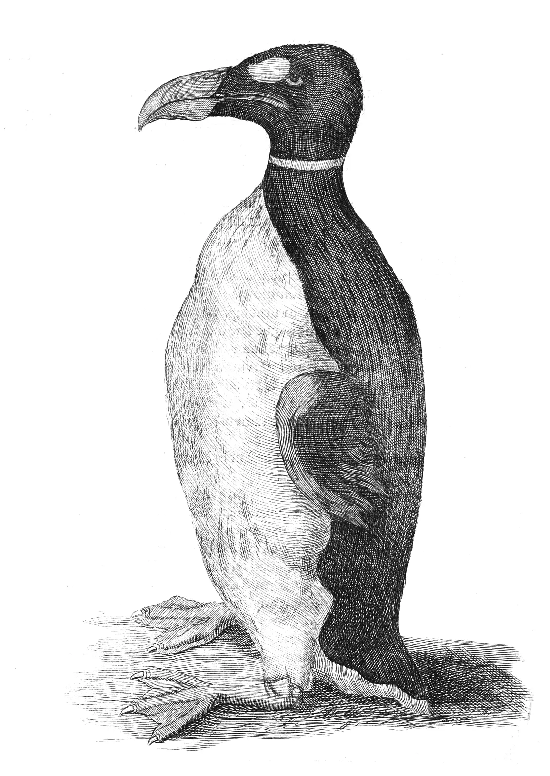 Take a guess... is this a penguin you've seen before? (Wikimedia Commons / Ole Worm - Olaus Wormius)