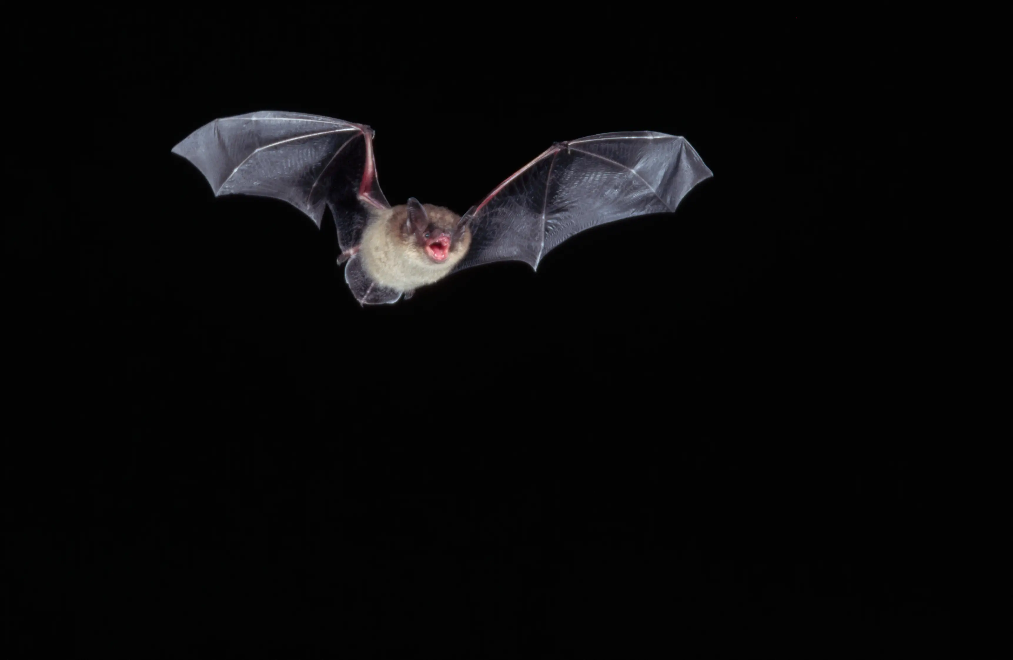 Guests had a less than pleasant evening during their stay due to a run-in with multiple bats.