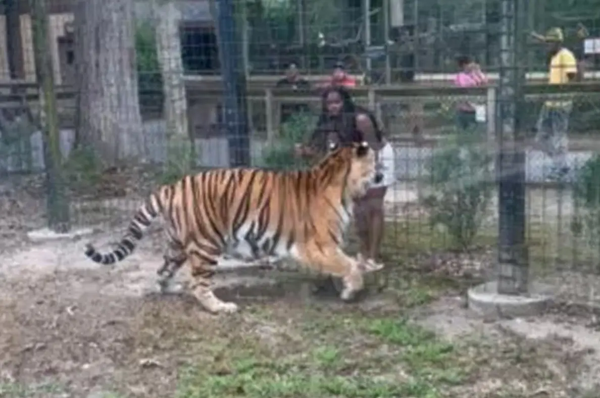 The woman climbed the fence to get closer to the Bengal tiger. (Bridgeton Police Department)