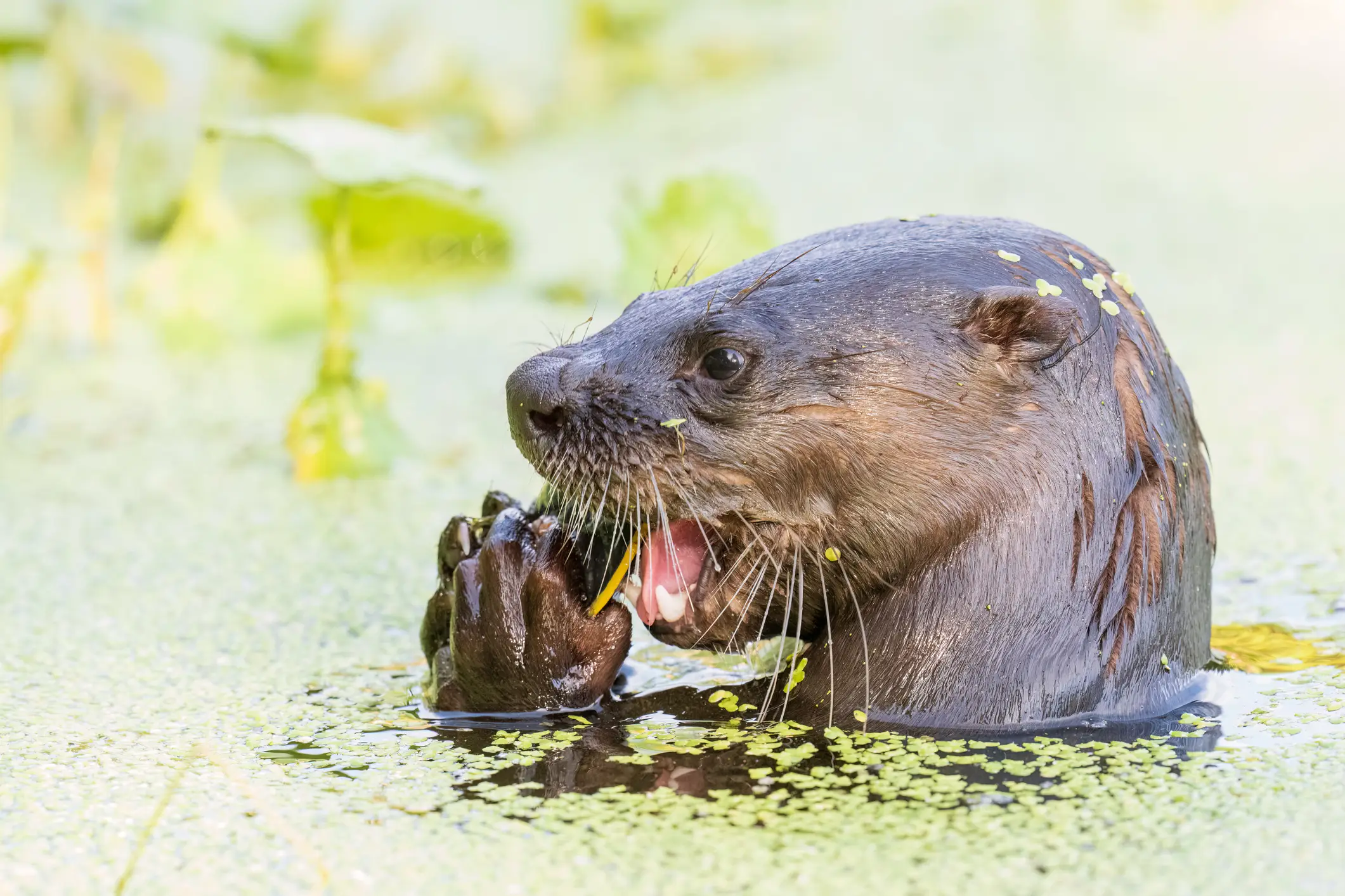 River otters made a snack of the turtles (Photo by Carlos A Carreno/c3.photos via Getty Images)
