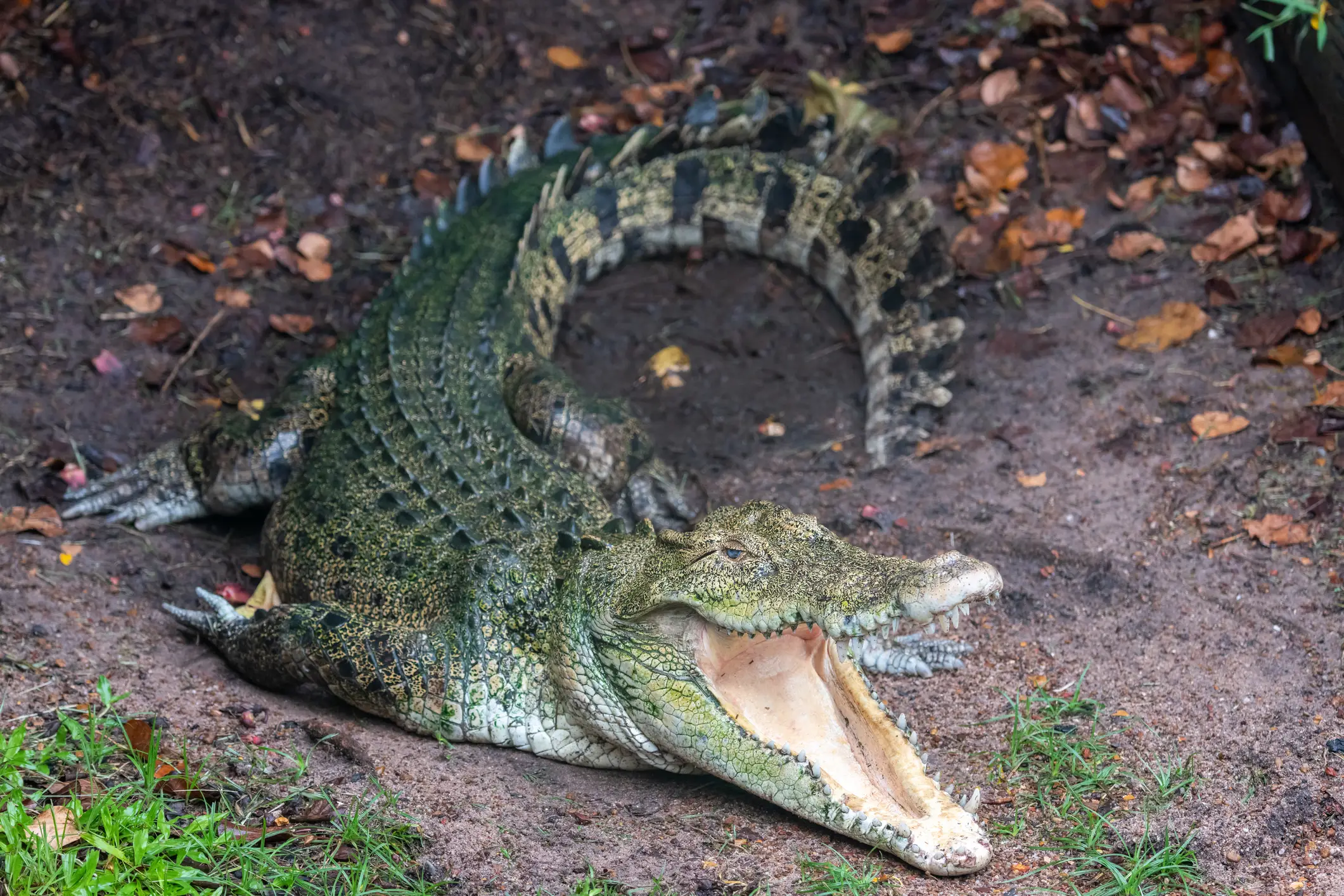 Saltwater crocodiles are known to attack humans (Getty Stock)