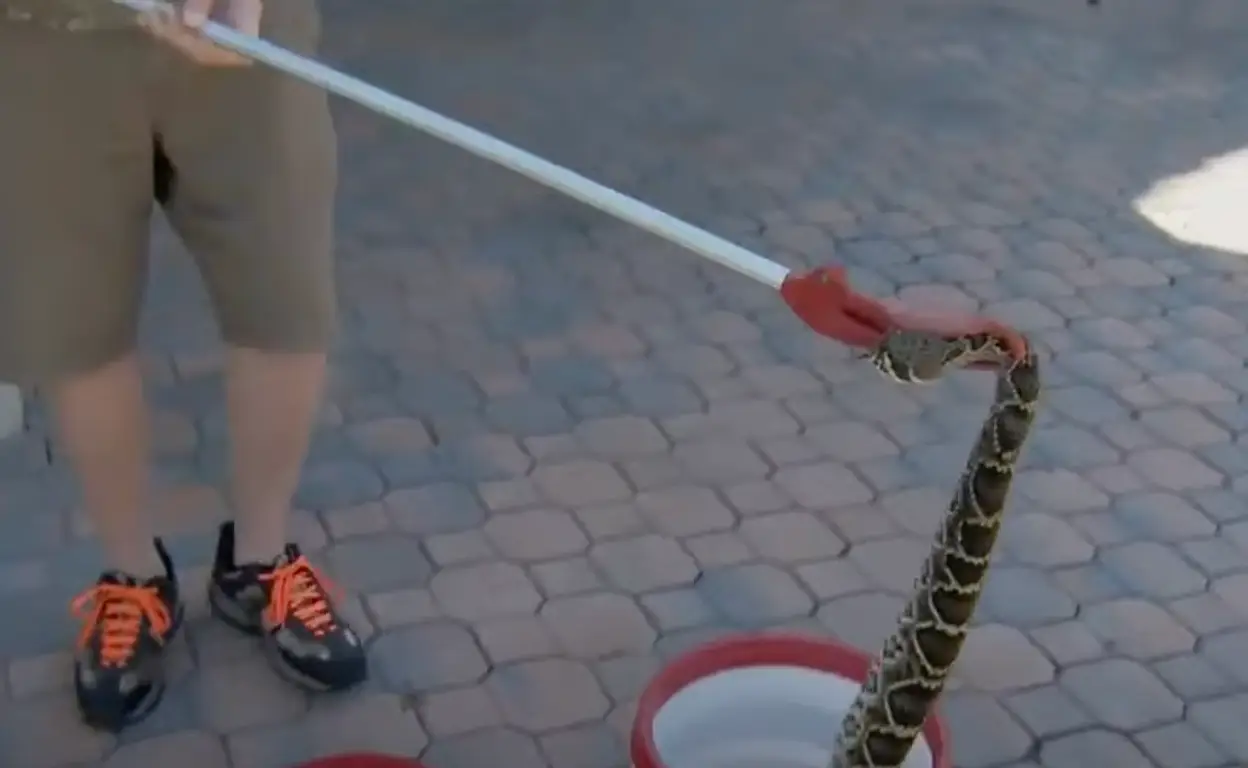 The snake has since been taken to a reptile centre.