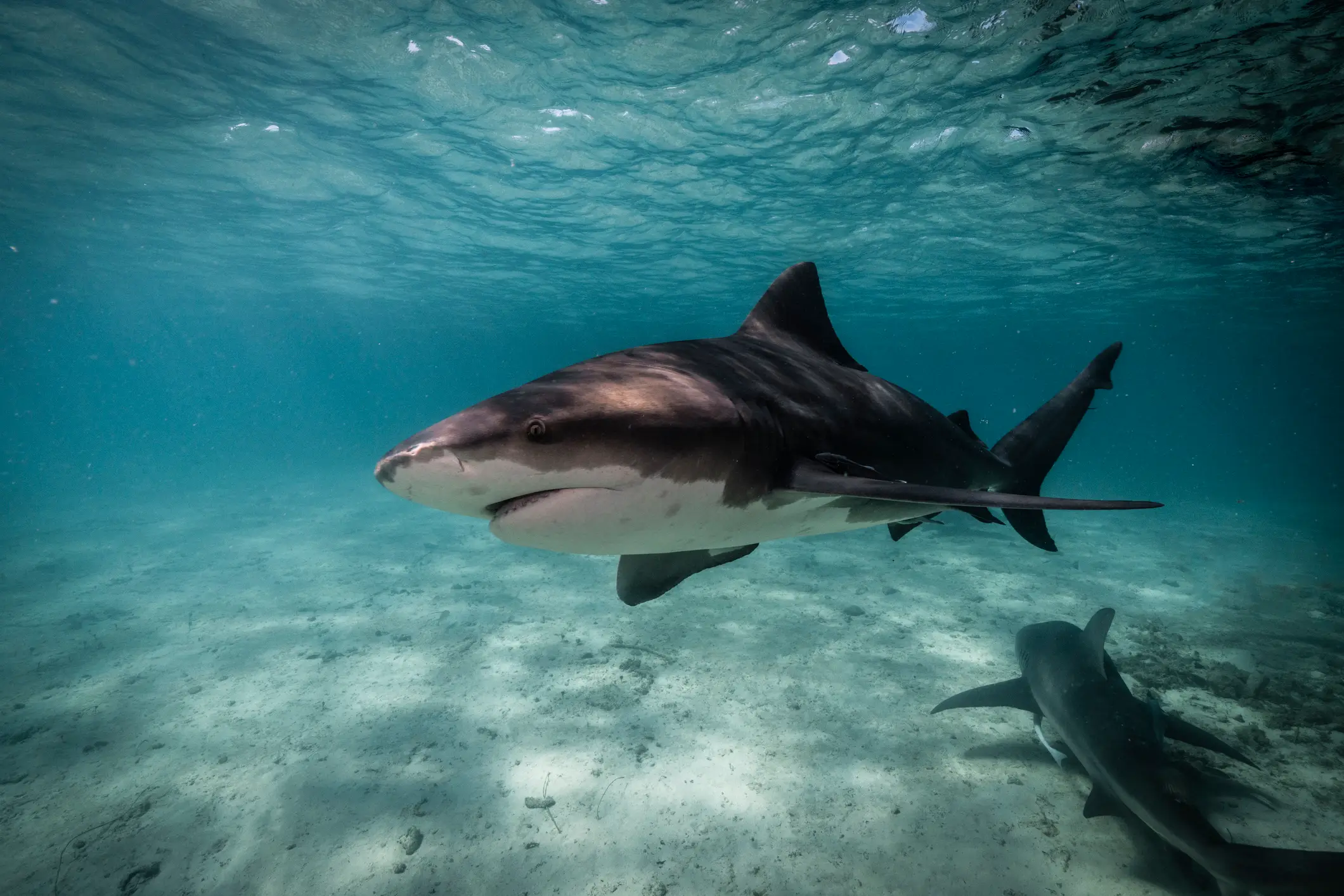 Bull sharks are native to the waters where Annabelle Carlson was diving (Getty Stock Image)