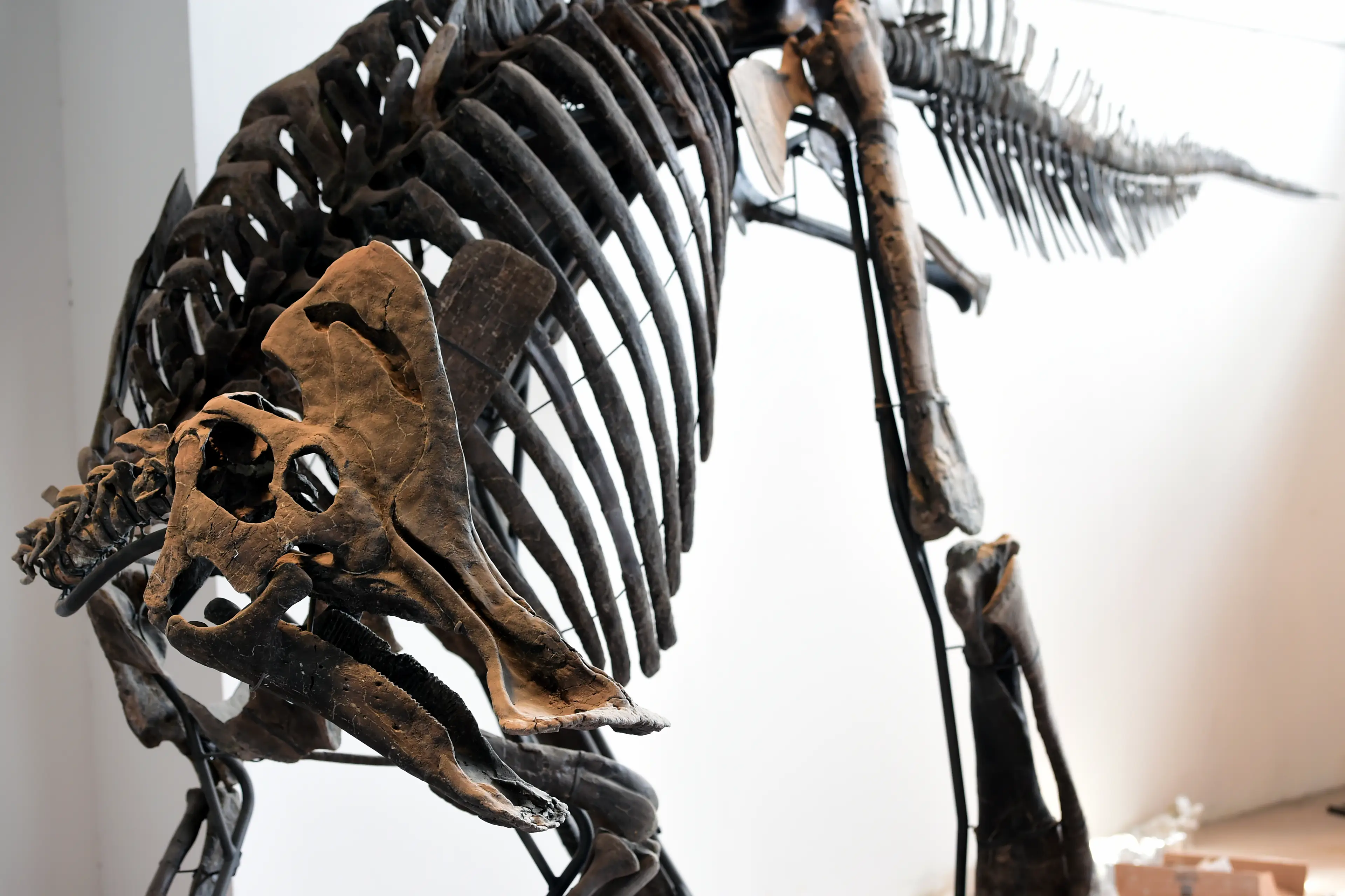 The conspiracy theorist claimed that dinosaurs didn't exist.