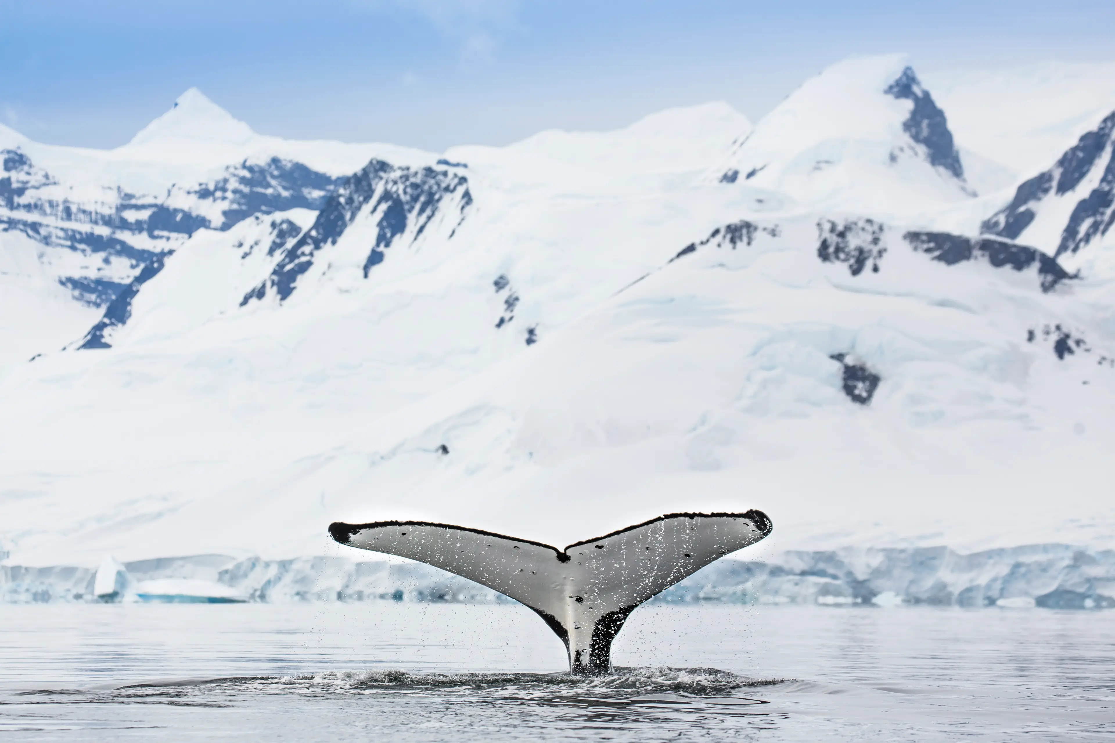Many animals rely on the sea ice in Antarctica.