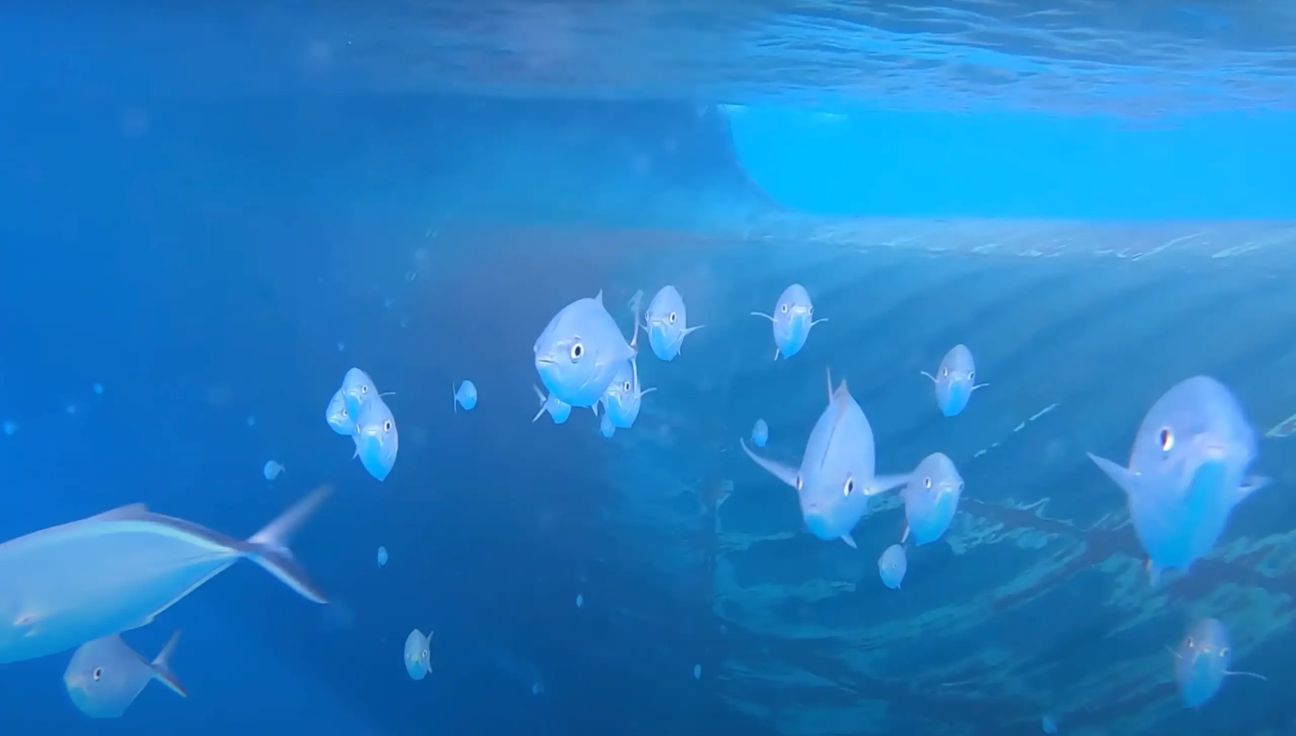 Some reinforced viewers’ intention to not swim in the ocean.