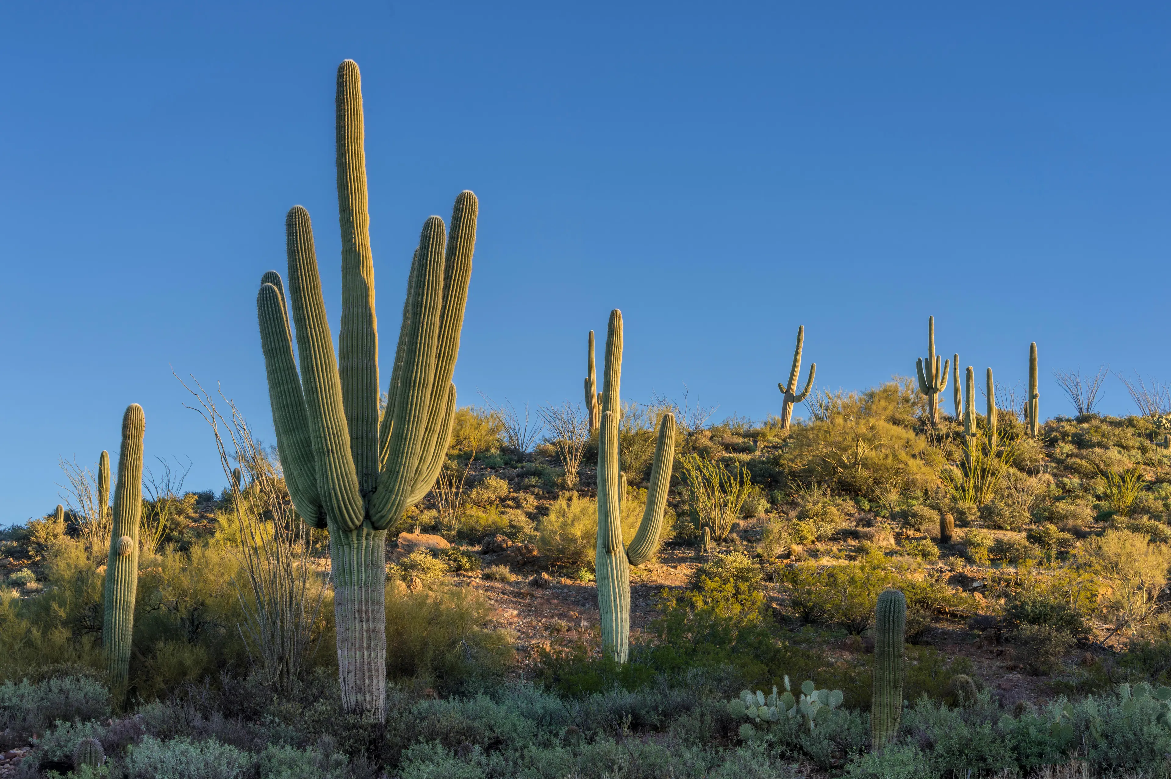 David Grundman was crushed by an arm of the cactus.