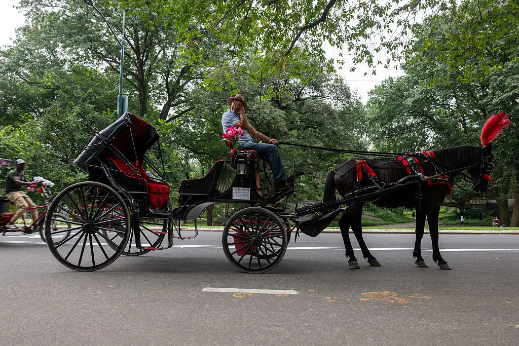 The bill is called Romanch's law, after 18-year-old Romanch Mahajan, who died after falling from a carriage in Central Park in June. (Photo by Spencer Platt/Getty Images)