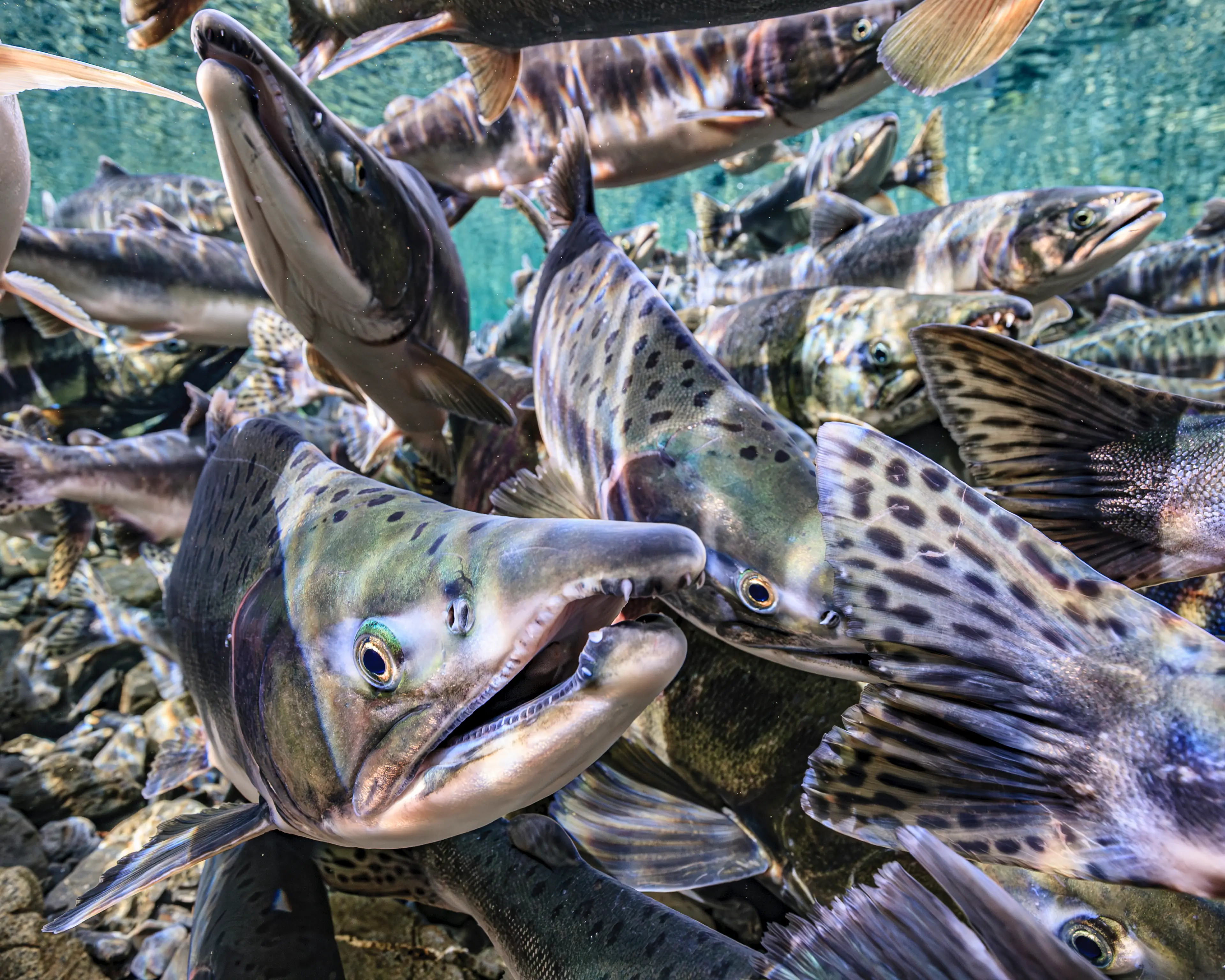 The unusual treatment involves salmon (Thomas Kline/Getty)