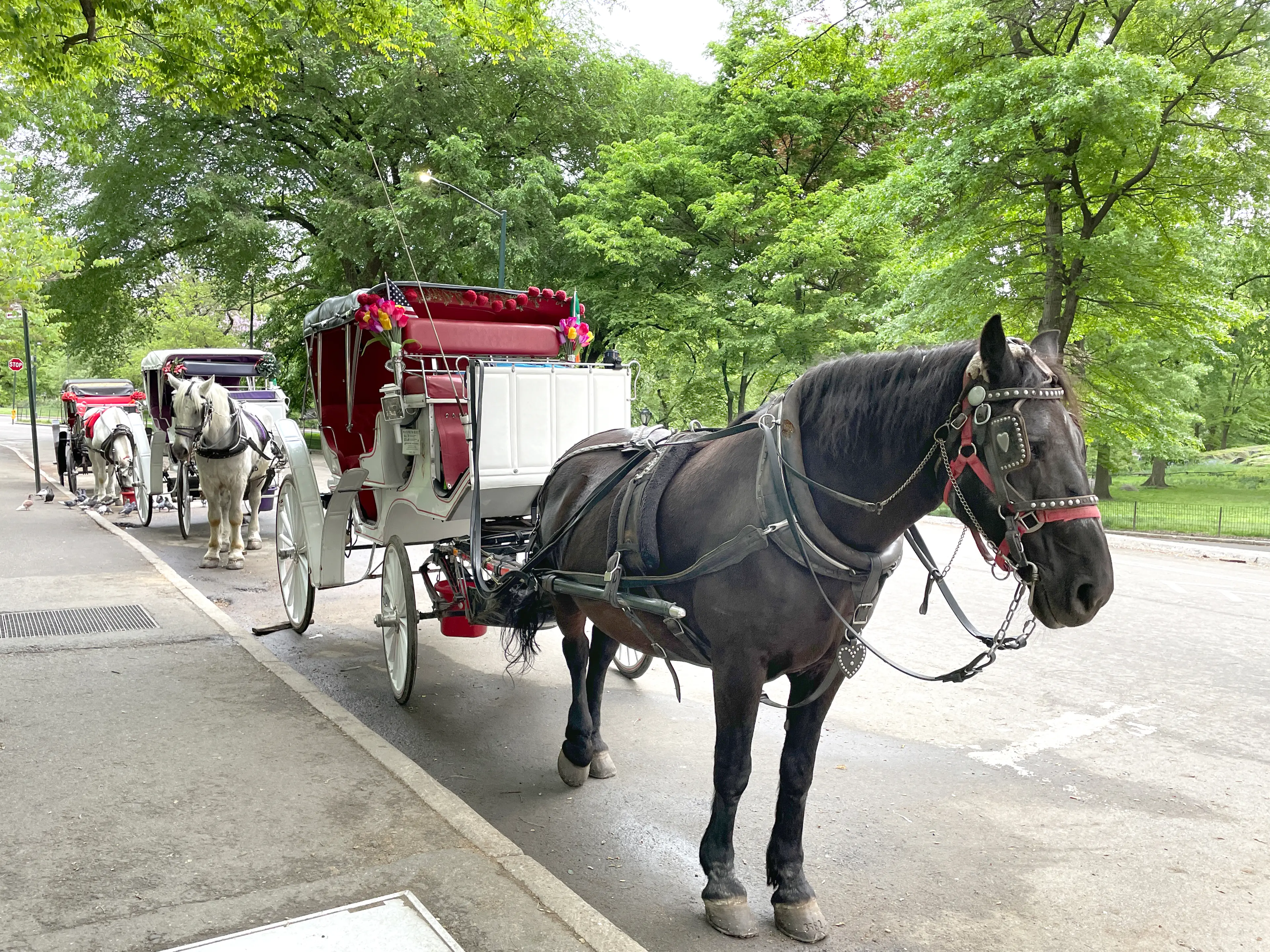 Horse-drawn carriages have been a staple of Central Park since the 1800s (Deb Cohn-Orbach/UCG/Universal Images Group via Getty Images)