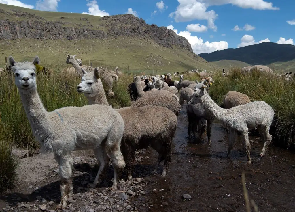 Alpaca farming in Peru is just one of several grants that have been axed overnight (CRIS BOURONCLE/AFP via Getty Images)
