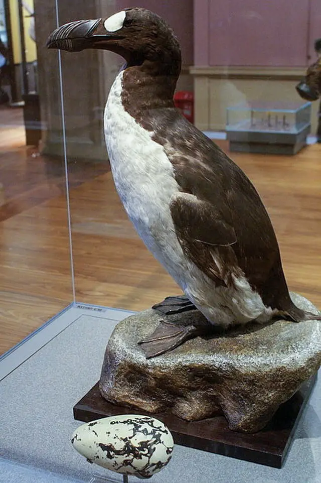The great auks met a gruesome end (Wikimedia Commons/ Mike Pennington)