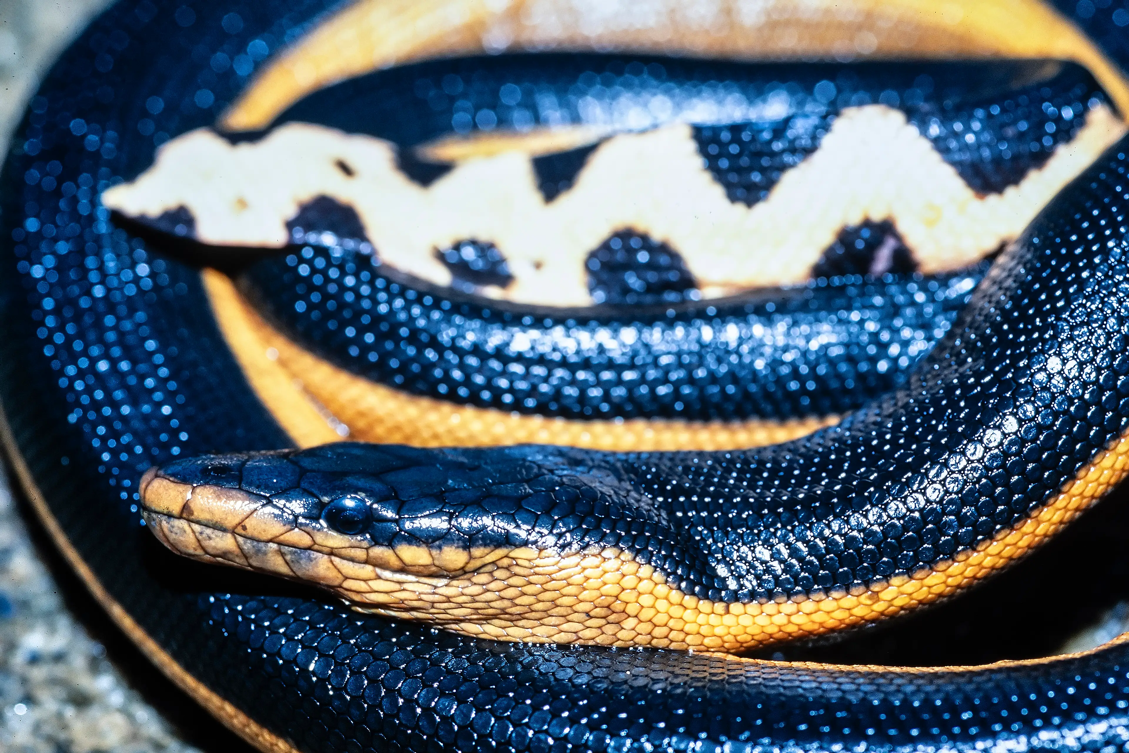 Yellow-bellied sea snakes are easily identifiable by their unique coloring (Getty Stock)