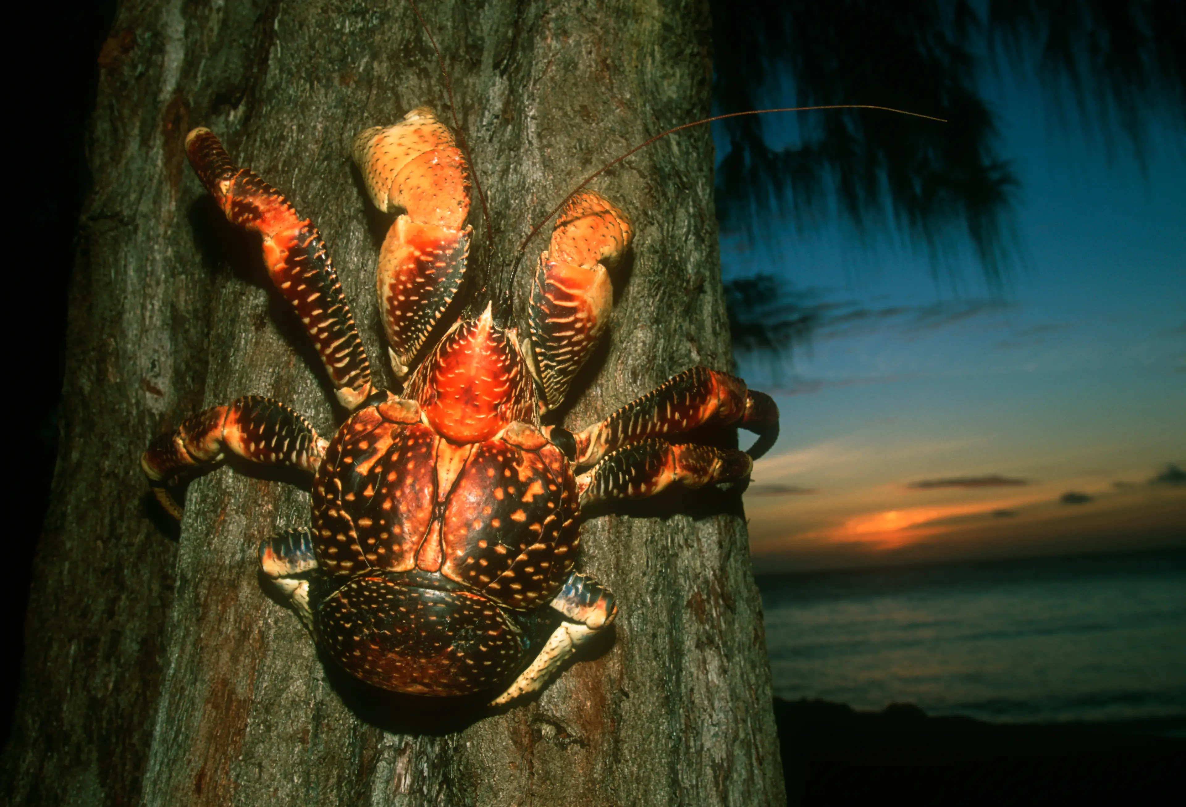 Coconut Crabs are widespread in the Pacific. (Martin Harvey / Getty)